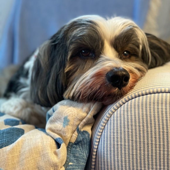 Meet your Posher, Carolyn - Picture 2 of 2